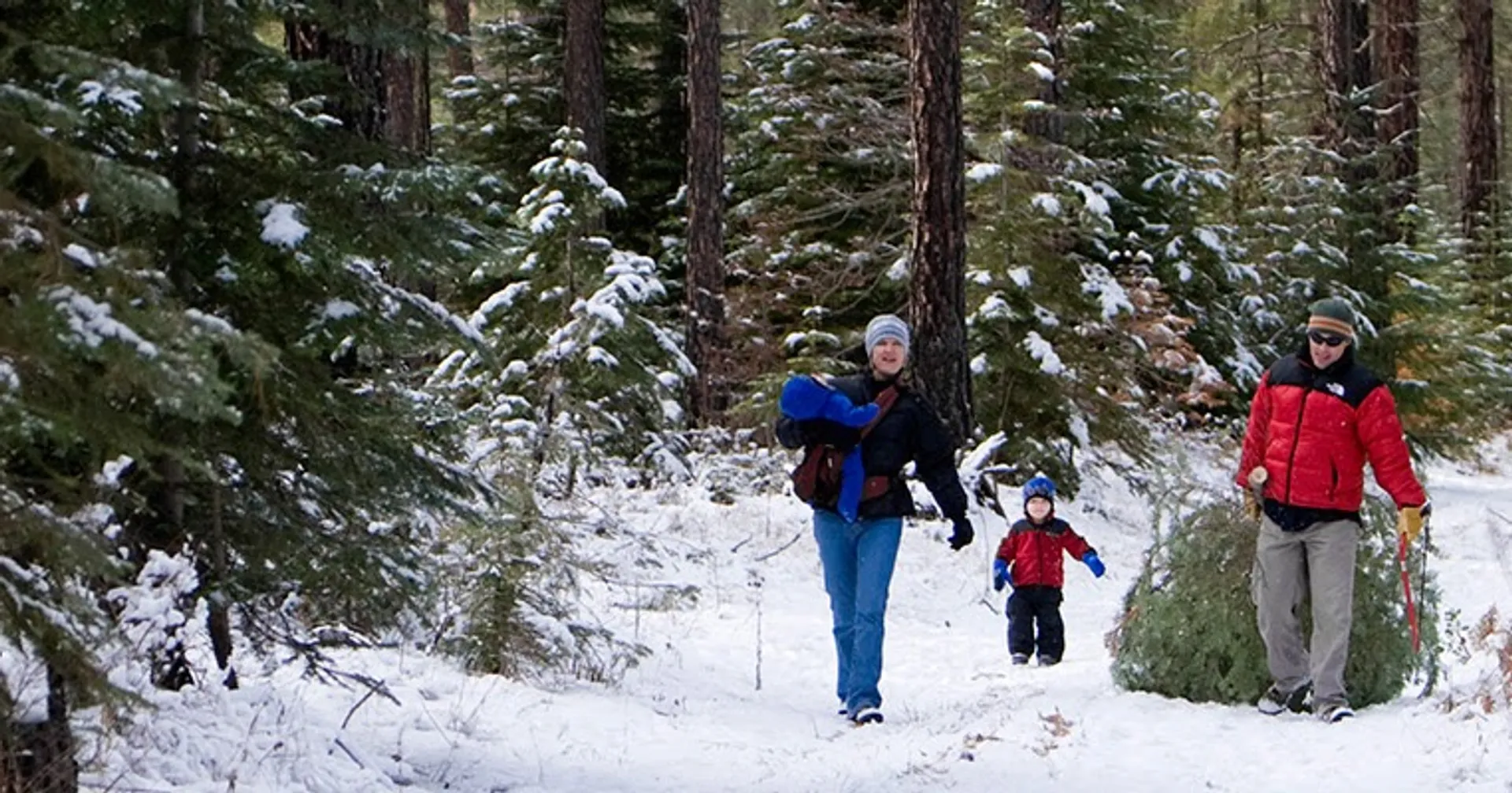 Family dragging a freshly cut Christmas tree