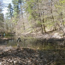 Spring Sanctuaries: Exploring Vernal Pools