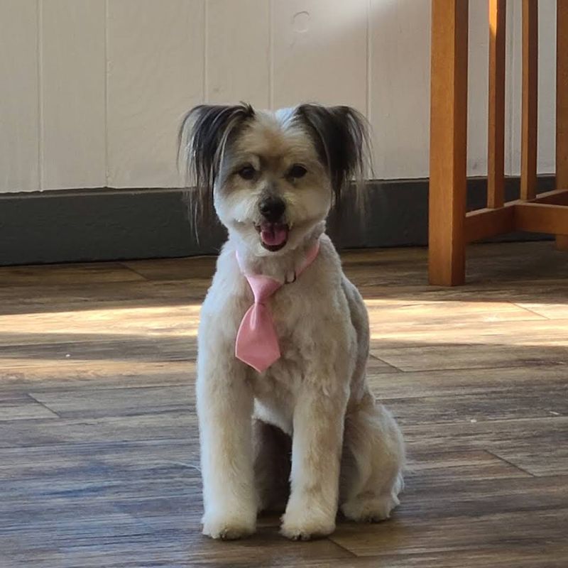 Sarah's Custom Grooming