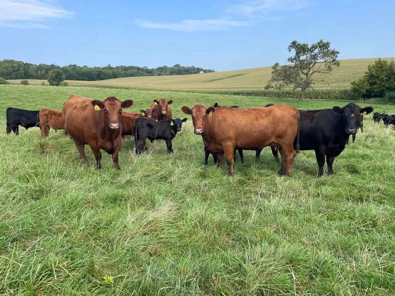 Beef cattle grazing in a green pasture near Lanesboro, Minnesota, with rolling farmland and fields in the background, representing local livestock and agriculture in Bluff Country