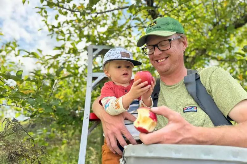 An adult holds a young child while apple picking at an orchard, smiling as the child examines a red apple among green leaves on a sunny day.