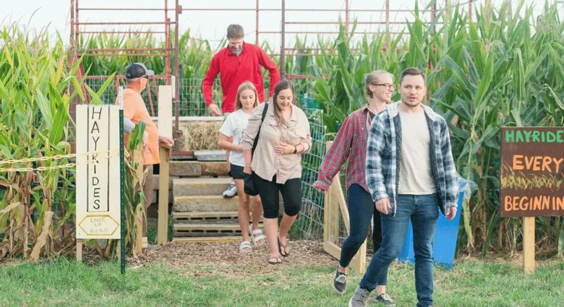 Visitors walk out of a corn maze at a fall farm attraction, with tall corn stalks, hayride signs, and a wooden platform visible in the background.