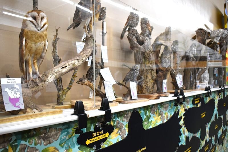 Educational exhibit of mounted owl specimens at a nature center, displaying multiple owl species on natural perches with interpretive labels and maps highlighting habitat and wingspan information.