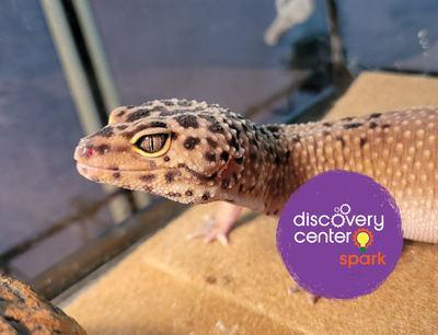 SPARK! Scales and Tails: Meet the Reptiles
