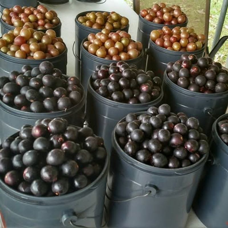R and R Grapes