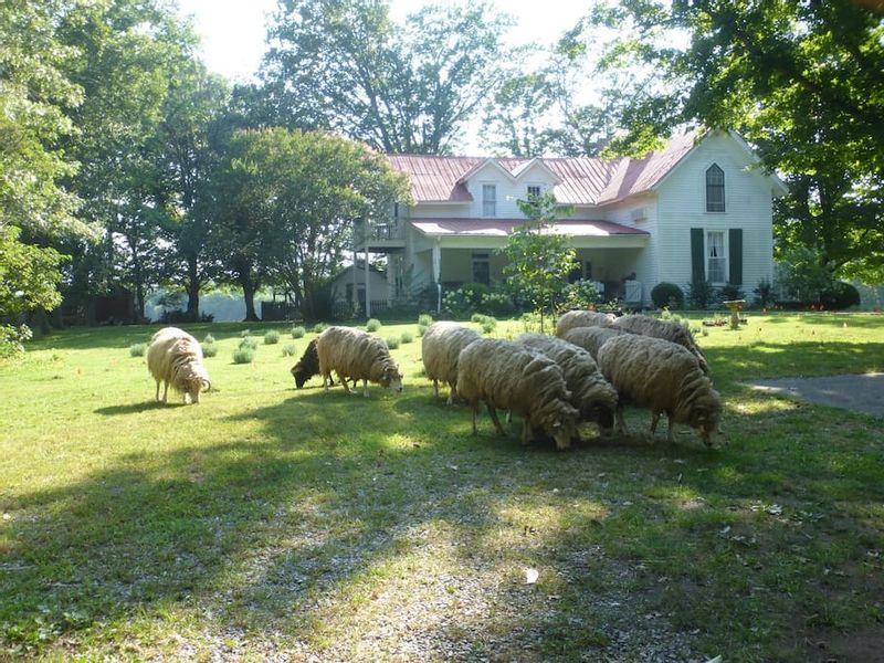 Mulberry Lavender Farm