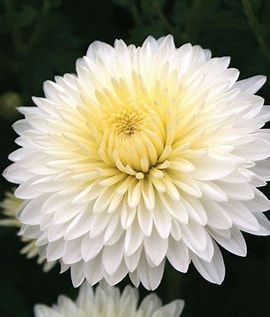 Frosty Cheryl-White Image