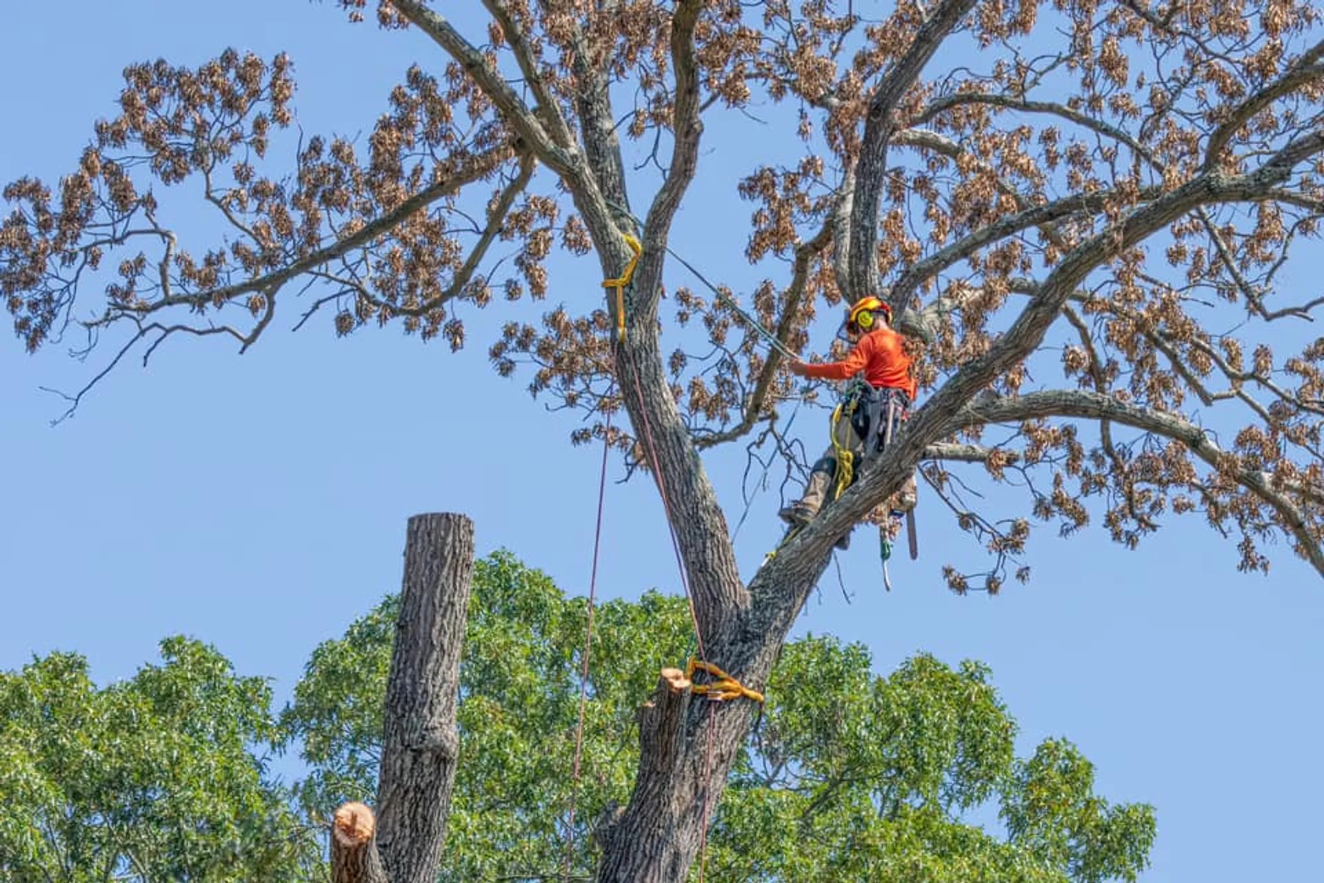 Start the Season Strong: Spring Tree Care Tips from Earnest Tree Service