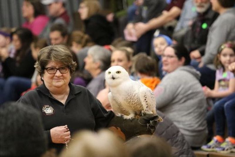 Woman holding a snowy owl on a gloved hand during a live bird presentation at the International Festival of Owls in Houston, Minnesota, with a seated audience watching in the background.