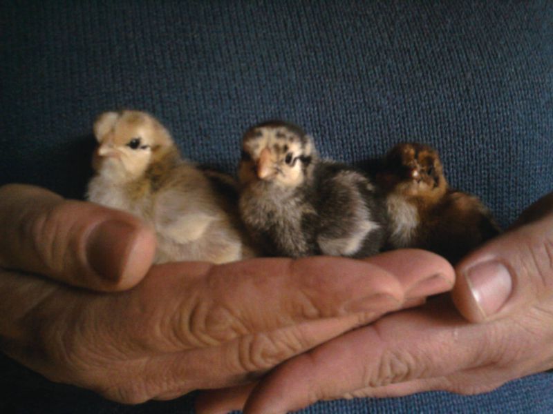 Whidbey Island Farm Animal Assistance Program