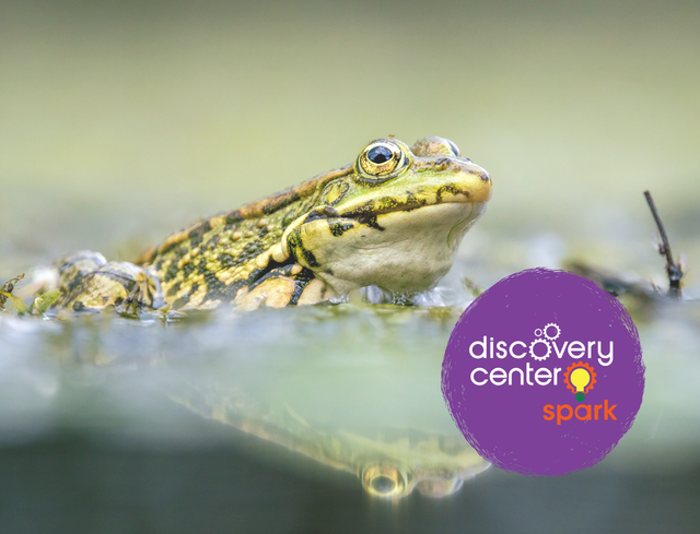 SPARK! Leap, Hop, Croak: An Amphibian Adventure