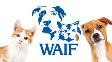 Whidbey Animals' Improvement Foundation (WAIF)