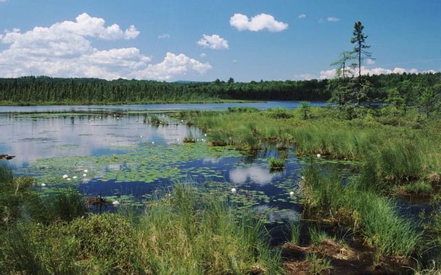 Fall bird migration walk at Bear Pond Natural Area