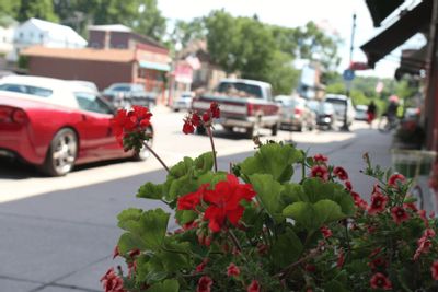 Red flowers in a downtown planter bloom along Lanesboro’s main street, with storefronts, parked cars, and small-town activity visible in the background on a sunny spring day.
