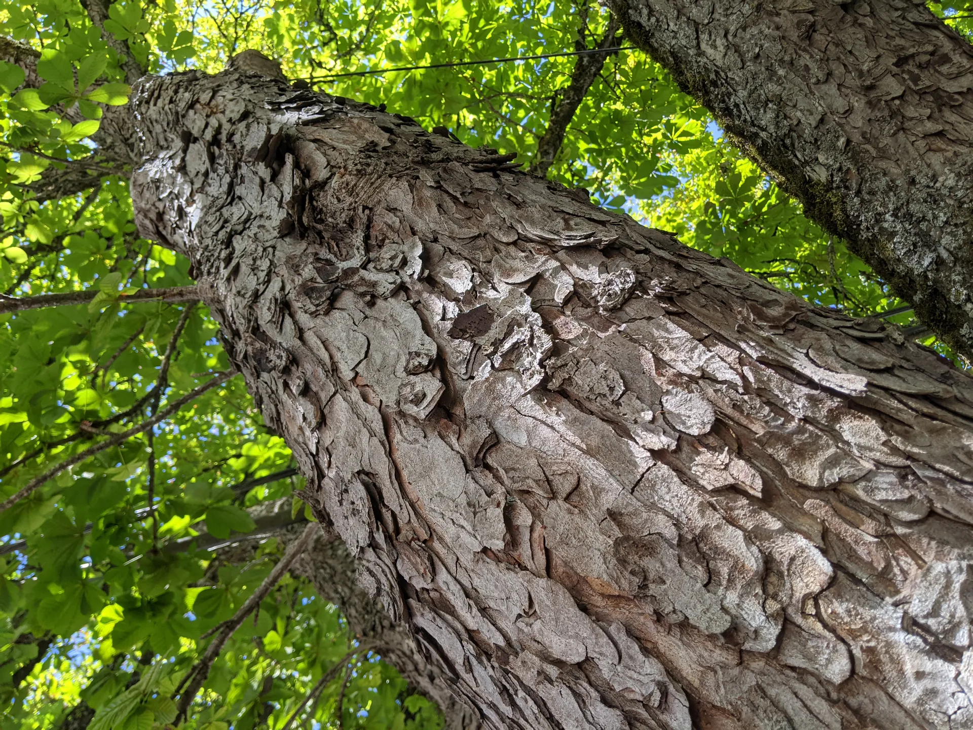 Tree Inventory