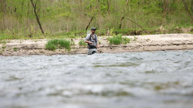 A fly angler wading in the Root River with wooded riverbanks and spring greenery near Lanesboro, Minnesota