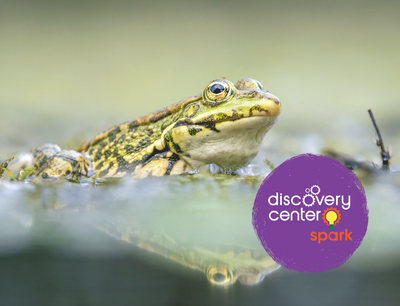 SPARK! Leap, Hop, Croak: An Amphibian Adventure