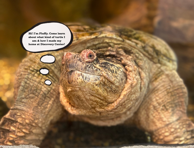 Turtle Talk