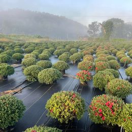 Country Garden Greenhouse