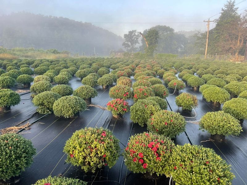 Country Garden Greenhouse