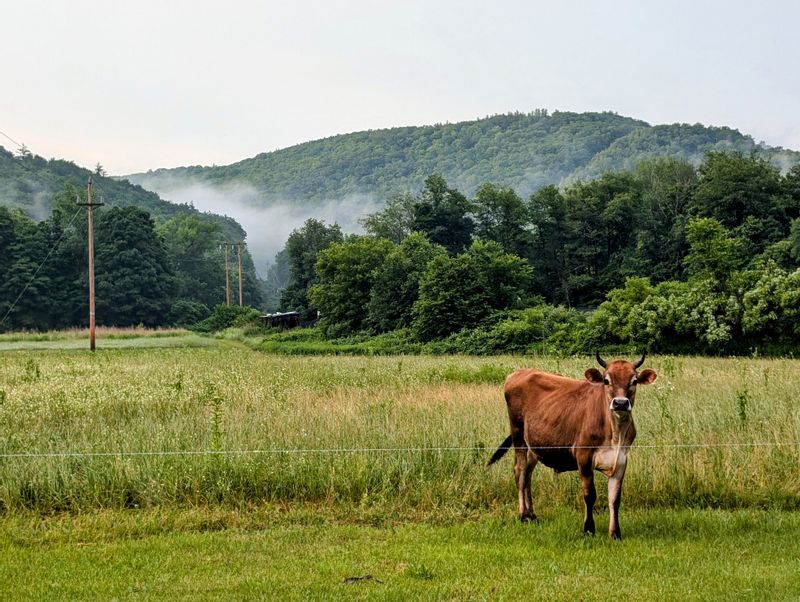 Brown cow in a field