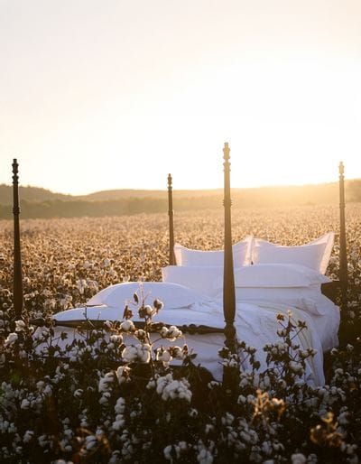 Cotton Luxury Sheets in Cotton Field
