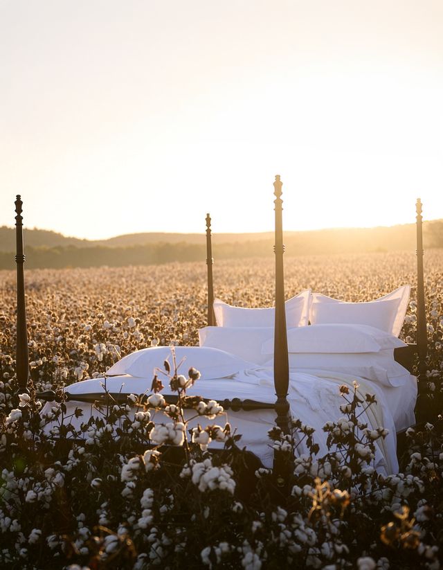 Cotton Luxury Sheets in Cotton Field
