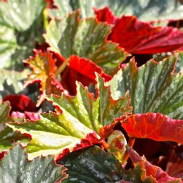 Roses, Plumeria, Butterfly-Friendly Plants, Citrus, Avocado Trees, Passion  Fruit Vines, Begonias, Flax, Hanging Baskets of Begonias, Mandevilla, and  More