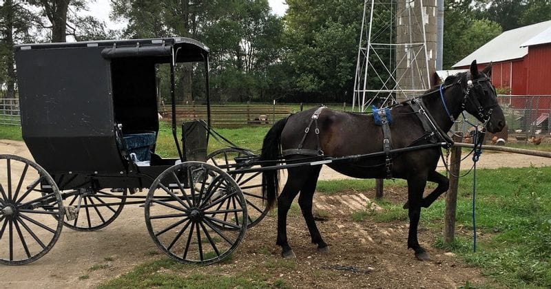 Black Amish horse and buggy parked near a farmyard, with a harnessed horse standing beside a simple enclosed carriage; a barn, silo, and chickens visible in the background at Bluffscape Amish Tours in southeast Minnesota.