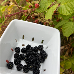 Feiring Farm Fresh