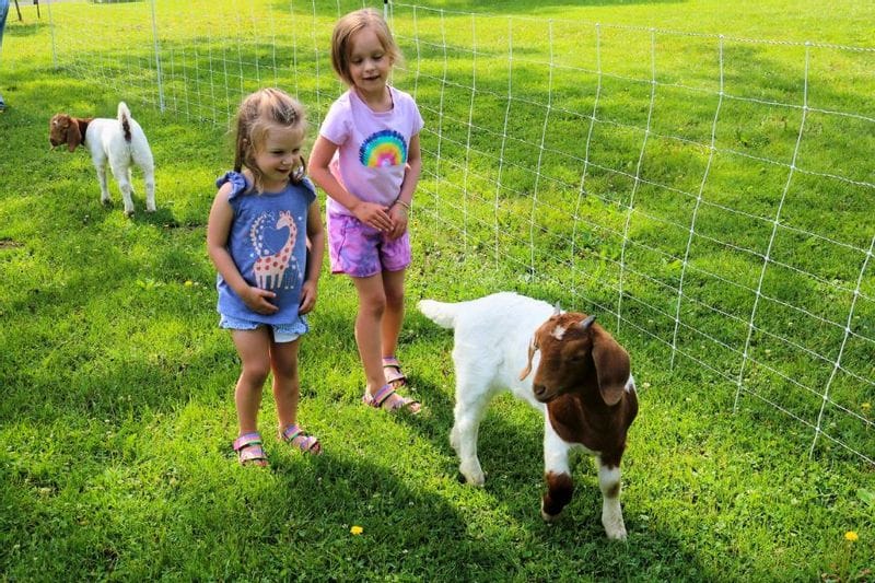 Children visit goats at the petting zoo during Lanesboro’s Rhubarb Festival in Sylvan Park.