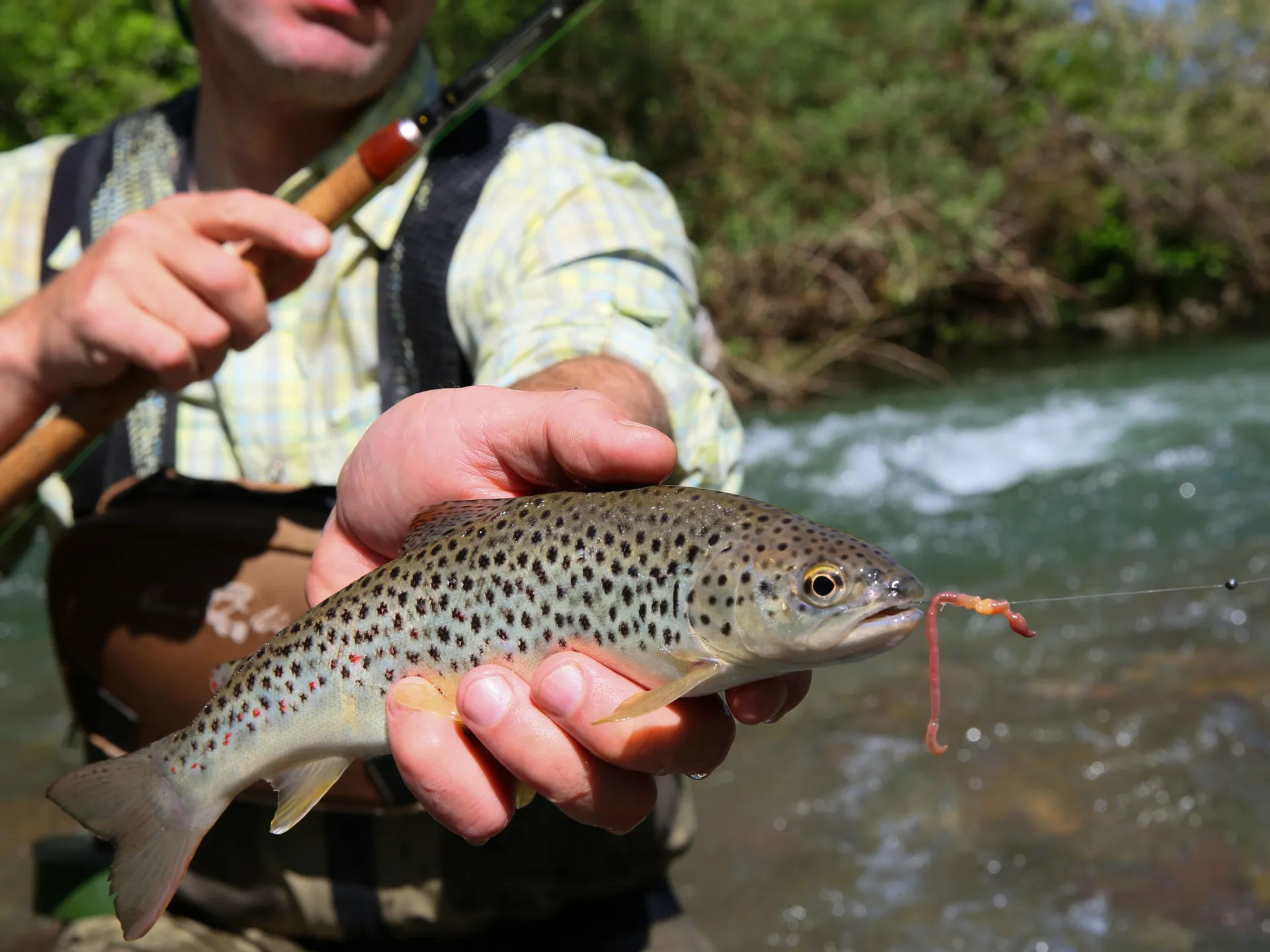 Fishing the American River Watershed