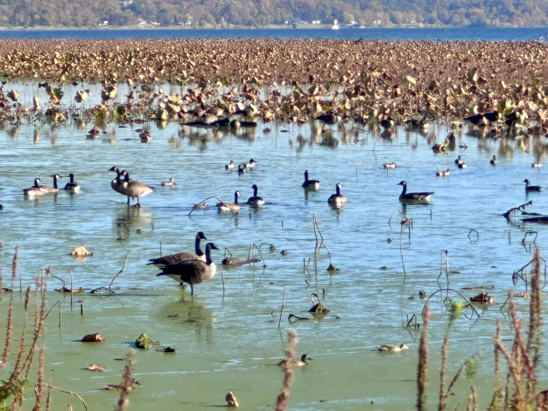 Fall Migration: Why Autumn Is a Hidden Gem for Birdwatchers