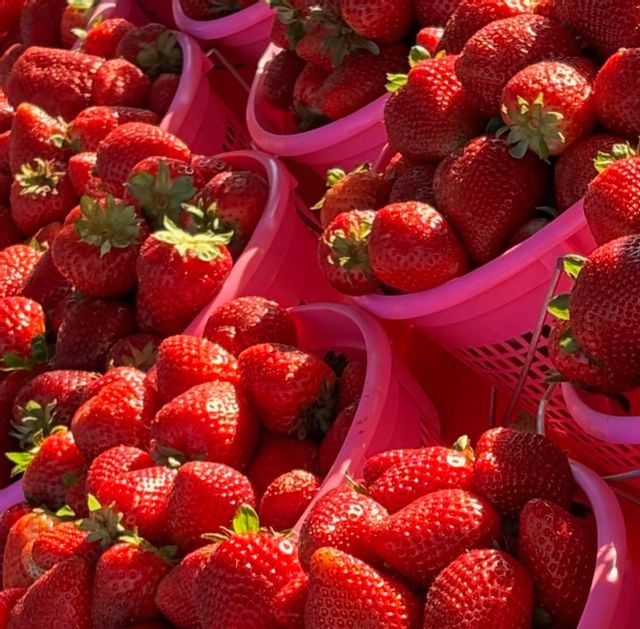 Murfreesboro Saturday Market strawberries