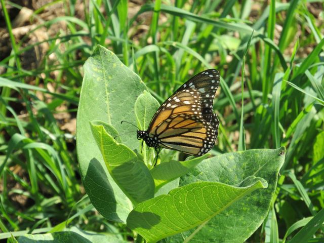 Monarch Watch with the Upper Valley Land Trust