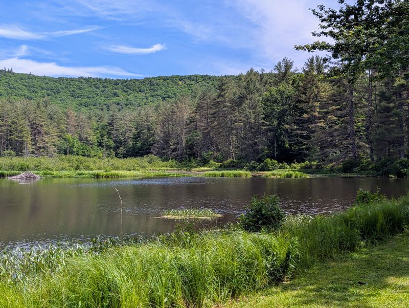 Hills with Pond with a Beaver Lodge in the Foreground