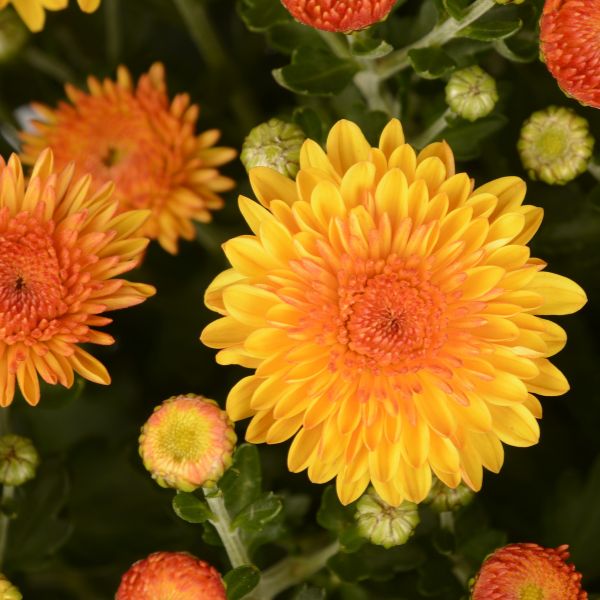 Sparling Cheryl Mum Image