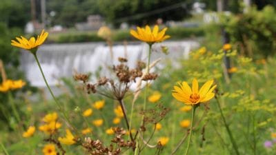 Yellow wildflowers bloom along the Root River near the Lanesboro dam, with flowing water visible in the background.