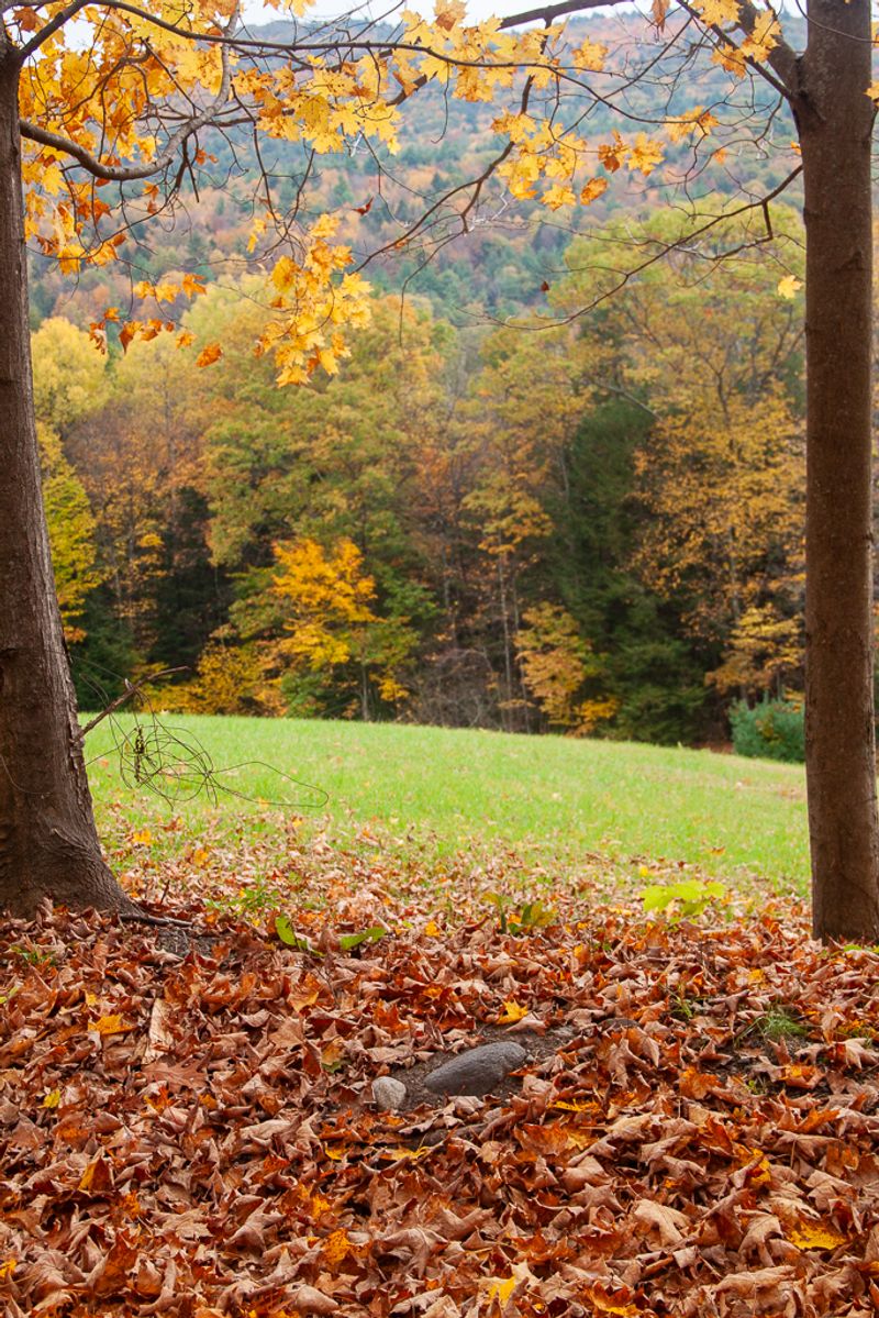 View of Mountain with Fall Foliage Framed by Tree Trunks