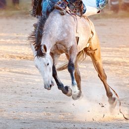 Cinch Rodeo