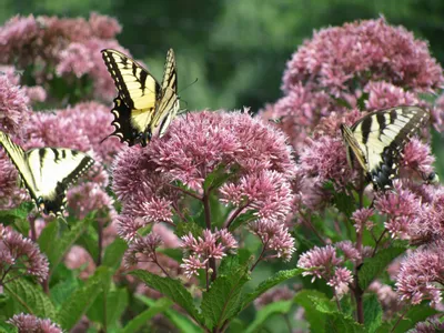 Pollinator Fest