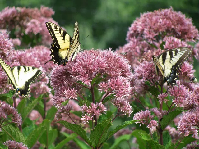 Pollinator Fest